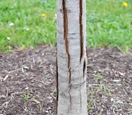 tree damage from winter