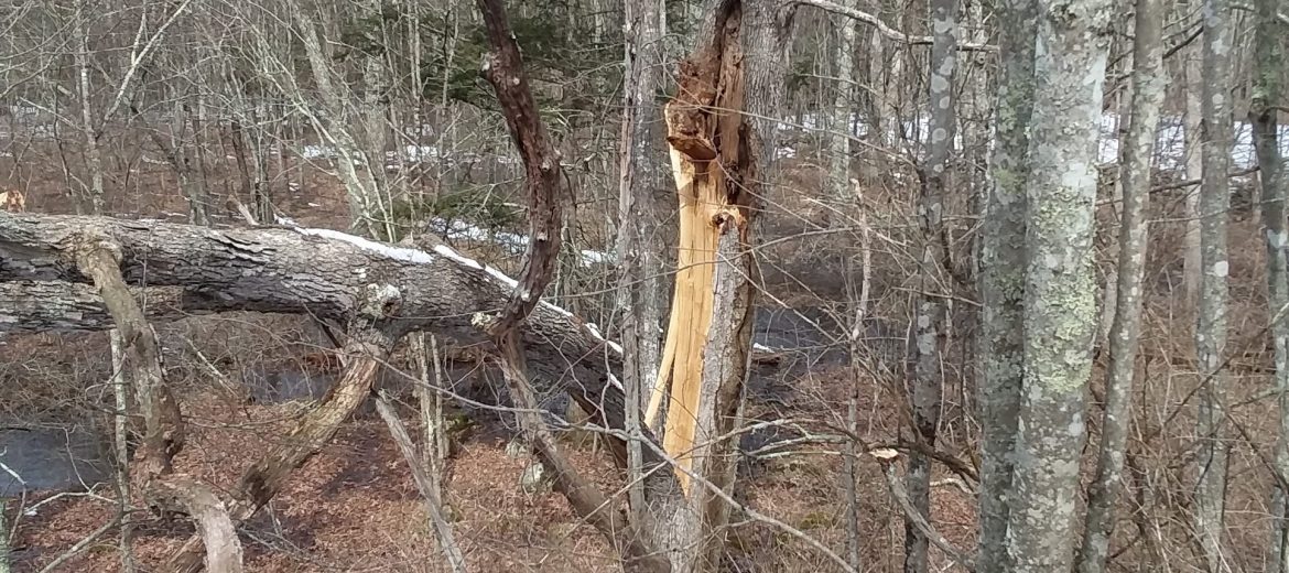 professional landscaping for your yard after winter