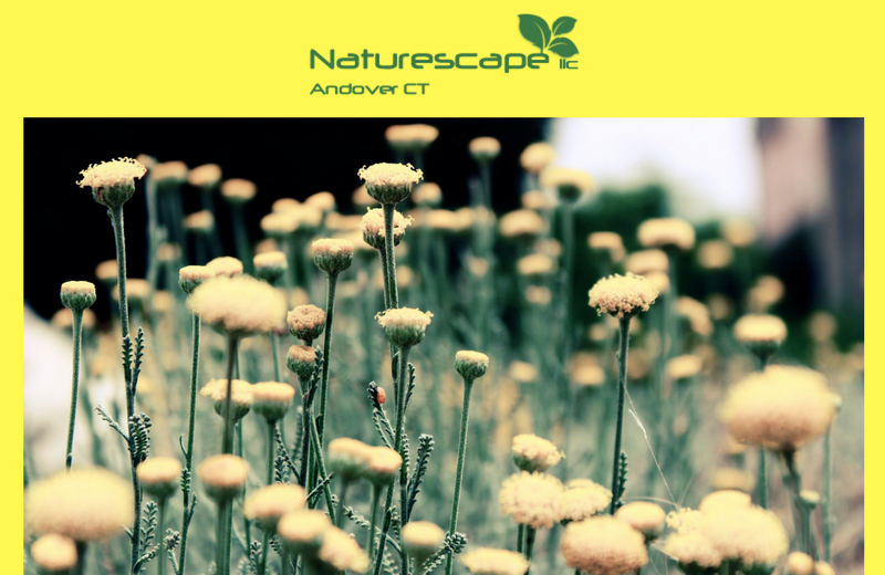 grow your lawn organically