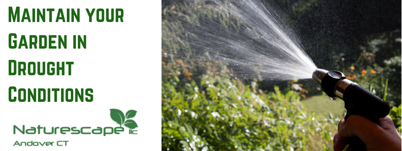 maintain your garden in drought conditions
