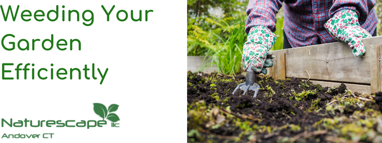weeding your garden efficiently
