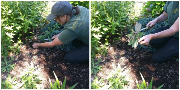 How To Weed Poison Ivy And Other Dangerous Plants From Your Garden