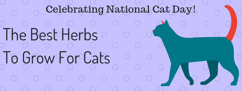 The Best Herbs To Grow For Cats