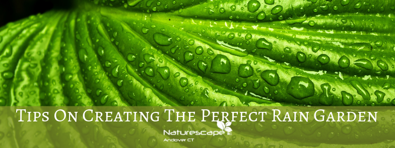 tips on creating the perfect rain garden