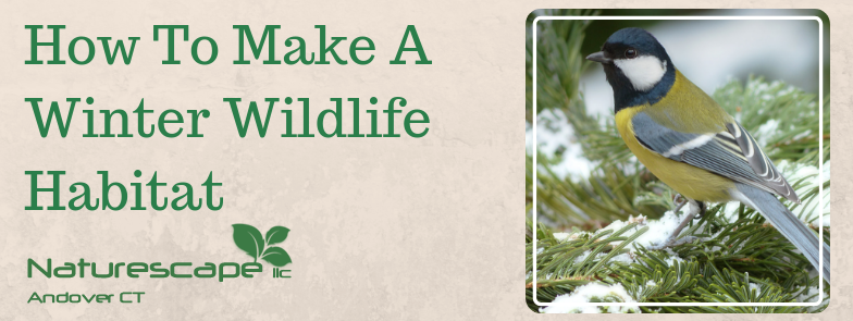 How To Make A Winter Wildlife Habitat