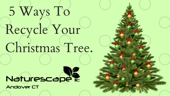 5 ways to recycle your Christmas tree