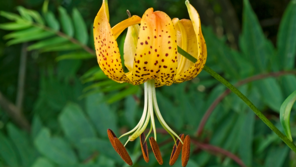 native plants to the northeast