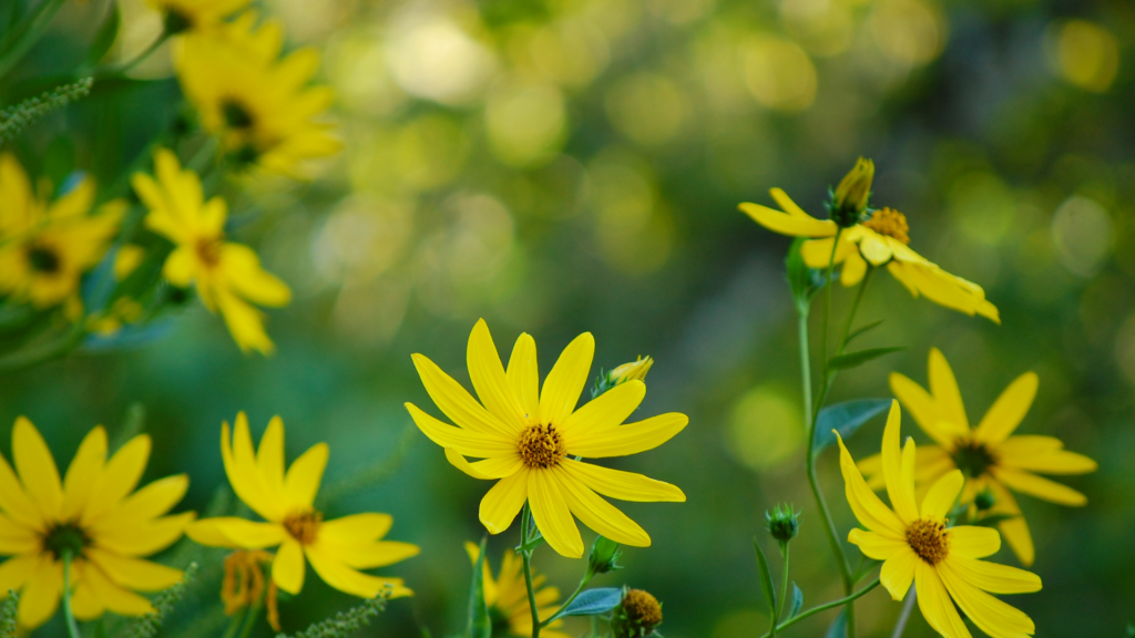 native plants of the northeast