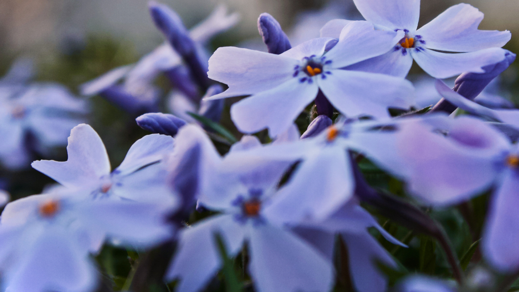 Native Plants to the Northeast