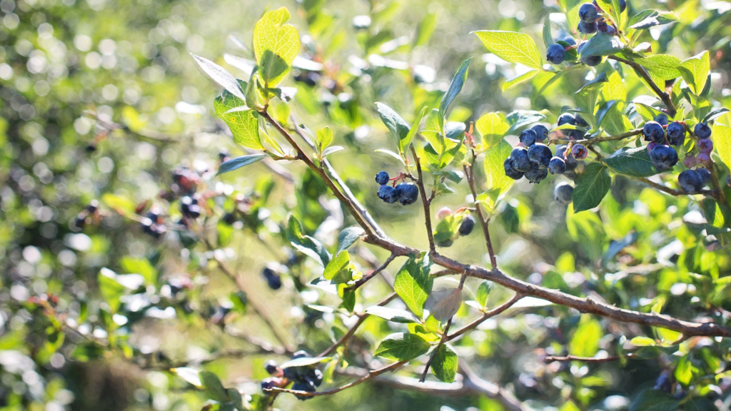 native plants to the northeast
